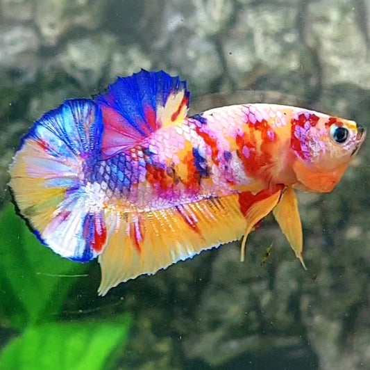 Multicolor Candy Purple Pink Galaxy HMPK Male