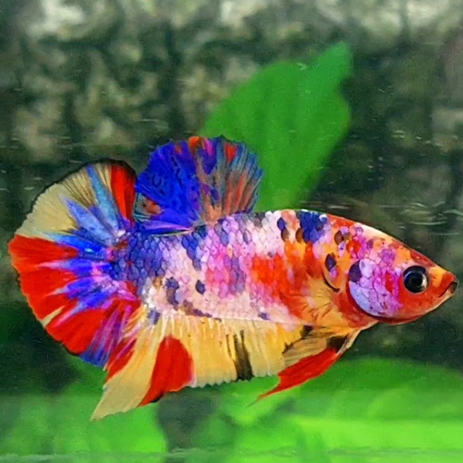 Multicolor Candy Purple Pink Galaxy HMPK Male