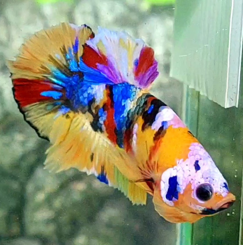 Multicolor Yellowbase Galaxy HMPK Male