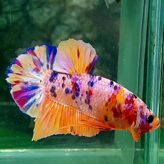 Multicolor Candy Pink Galaxy HMPK Male