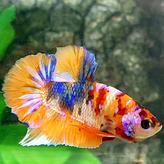 Multicolor Candy Galaxy HMPK Male