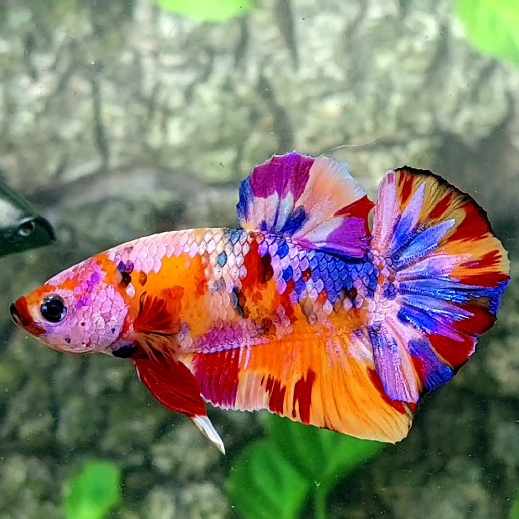 Multicolor Pink Purple Galaxy HMPK Male