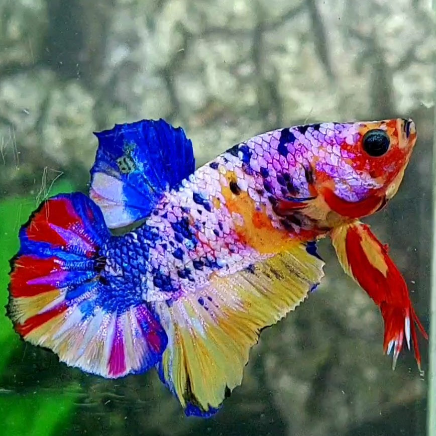 Multicolor Candy Galaxy HMPK Male