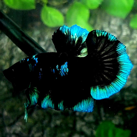 Black SkyBlue Light HMPK Male