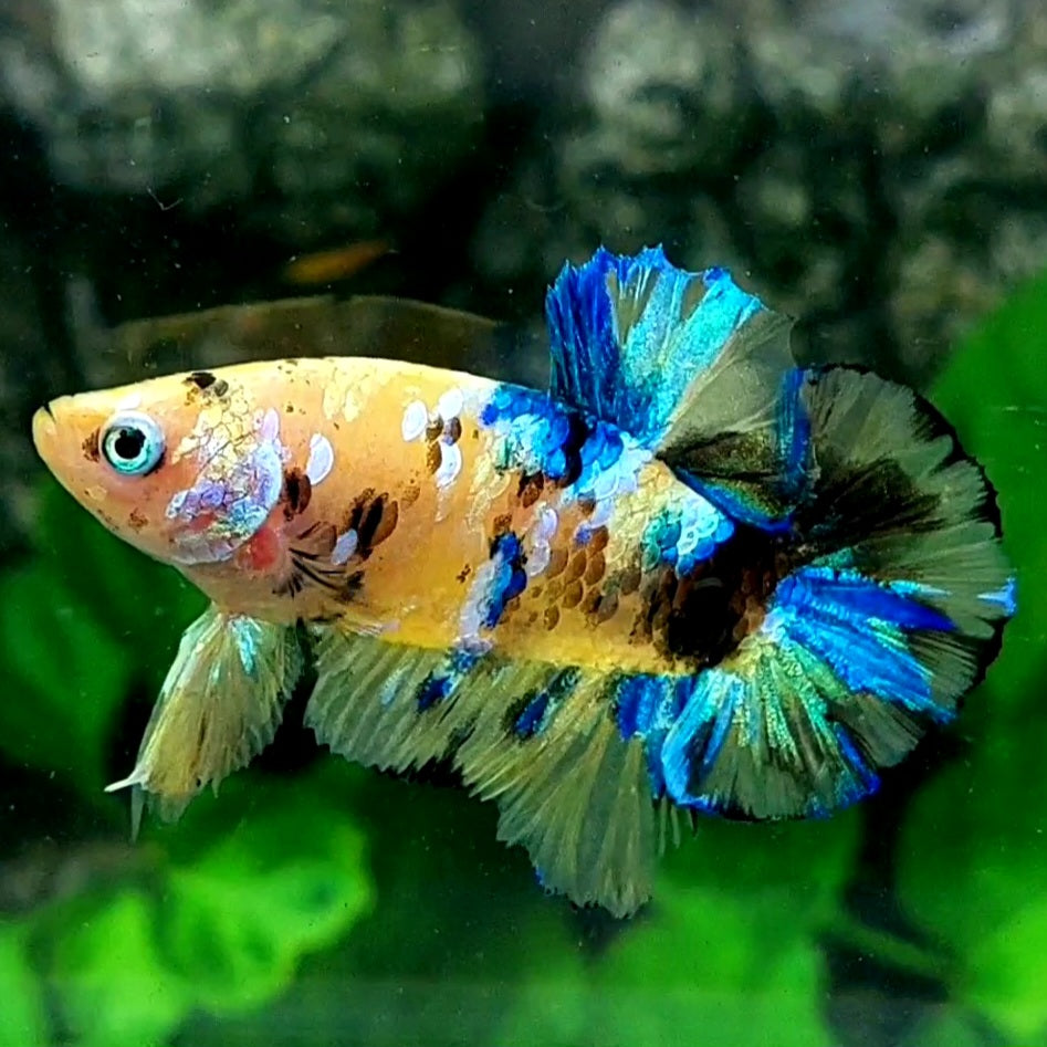 Yellow Koi Galaxy HMPK Male