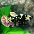 Black Star Copper Purple HMPK Female For Sorority / Breed