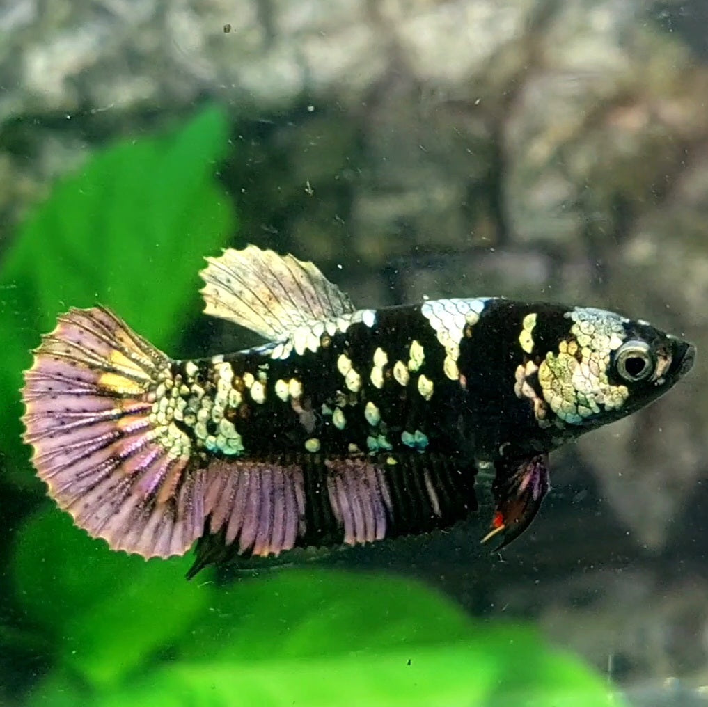 Black Star Copper Purple HMPK Female For Sorority / Breed