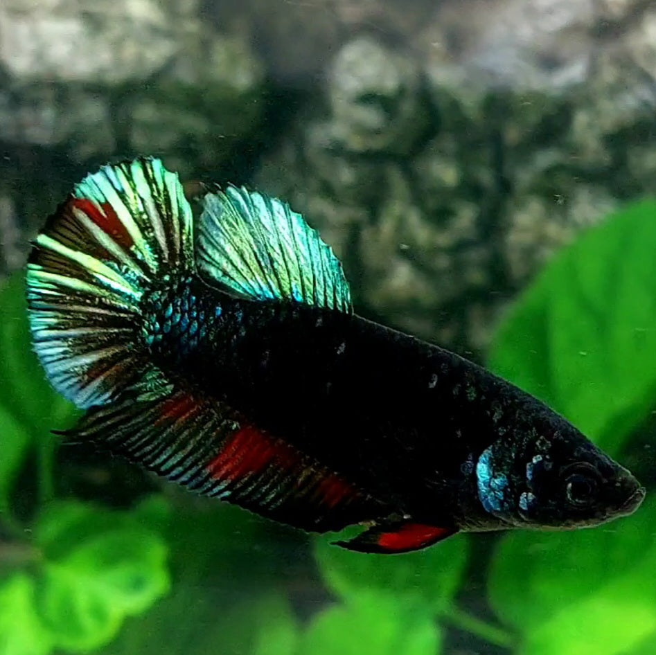 Black Red Green Light HMPK Female For Sorority / Breed 50% off