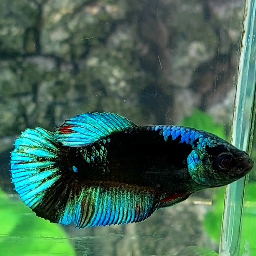 Avatar HMPK Female For Sorority / Breed