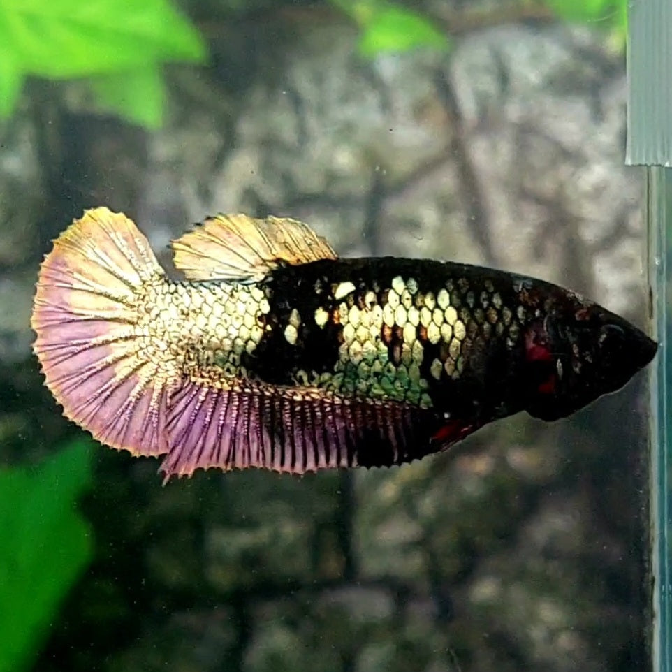 Avatar Copper Purple HMPK Female For Sorority / Breed