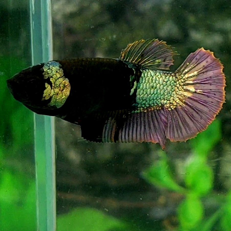 Copper Green Purple Black Light HMPK Female For Sorority / Breed