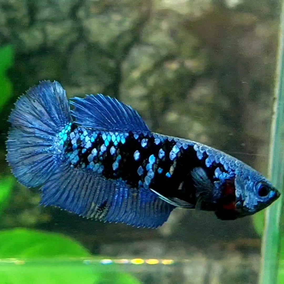 Avatar Grey HMPK Female For Sorority / Breed