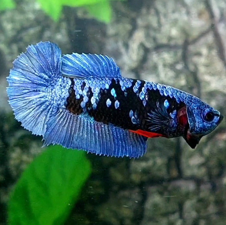 Avatar Grey HMPK Female For Sorority / Breed