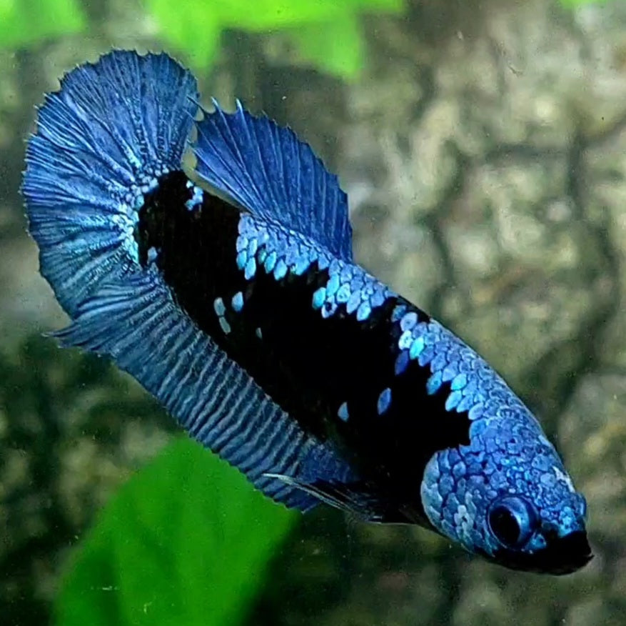 Avatar Grey HMPK Female For Sorority / Breed