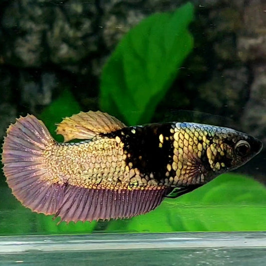 Copper Gold Purple Black Light HMPK Female For Sorority / Breed