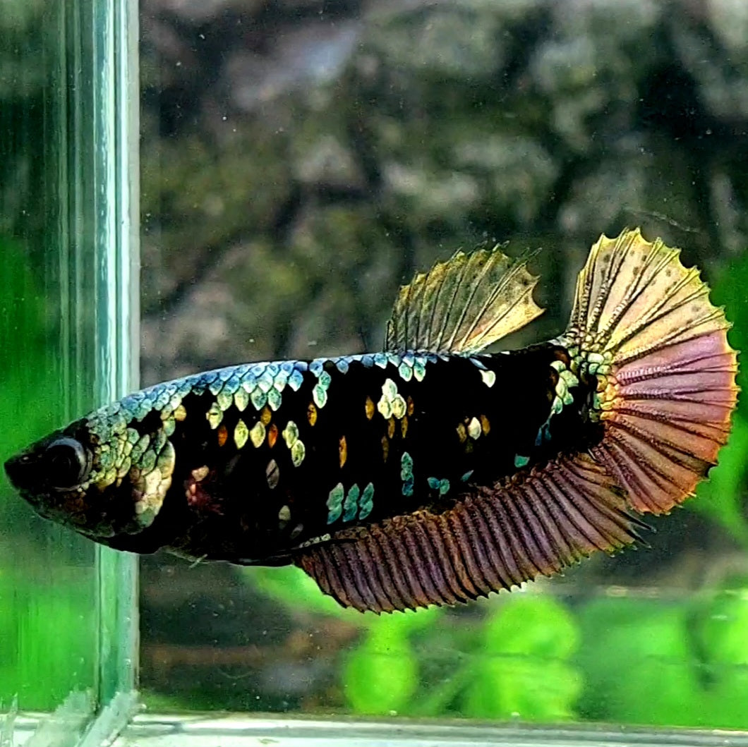 Black Star Copper Purple Gold HMPK Female For Sorority / Breed