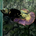 Avatar Copper Purple HMPK Female For Sorority / Breed