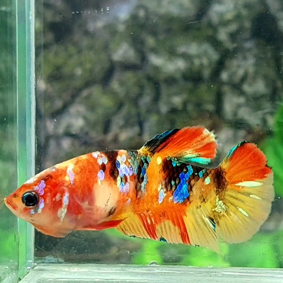 Multicolor Galaxy HMPK Female For Sorority / Breed 50% off