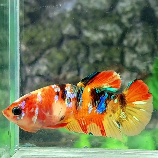 Multicolor Galaxy HMPK Female For Sorority / Breed 50% off