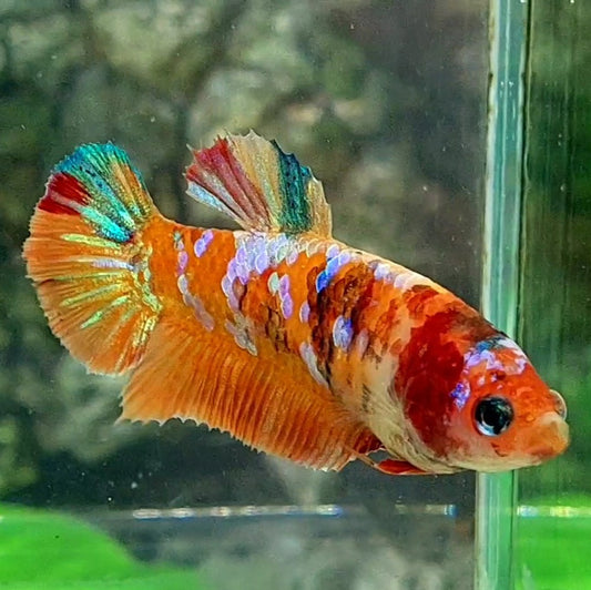 Multicolor Orange Galaxy HMPK Female For Sorority / Breed 50% off