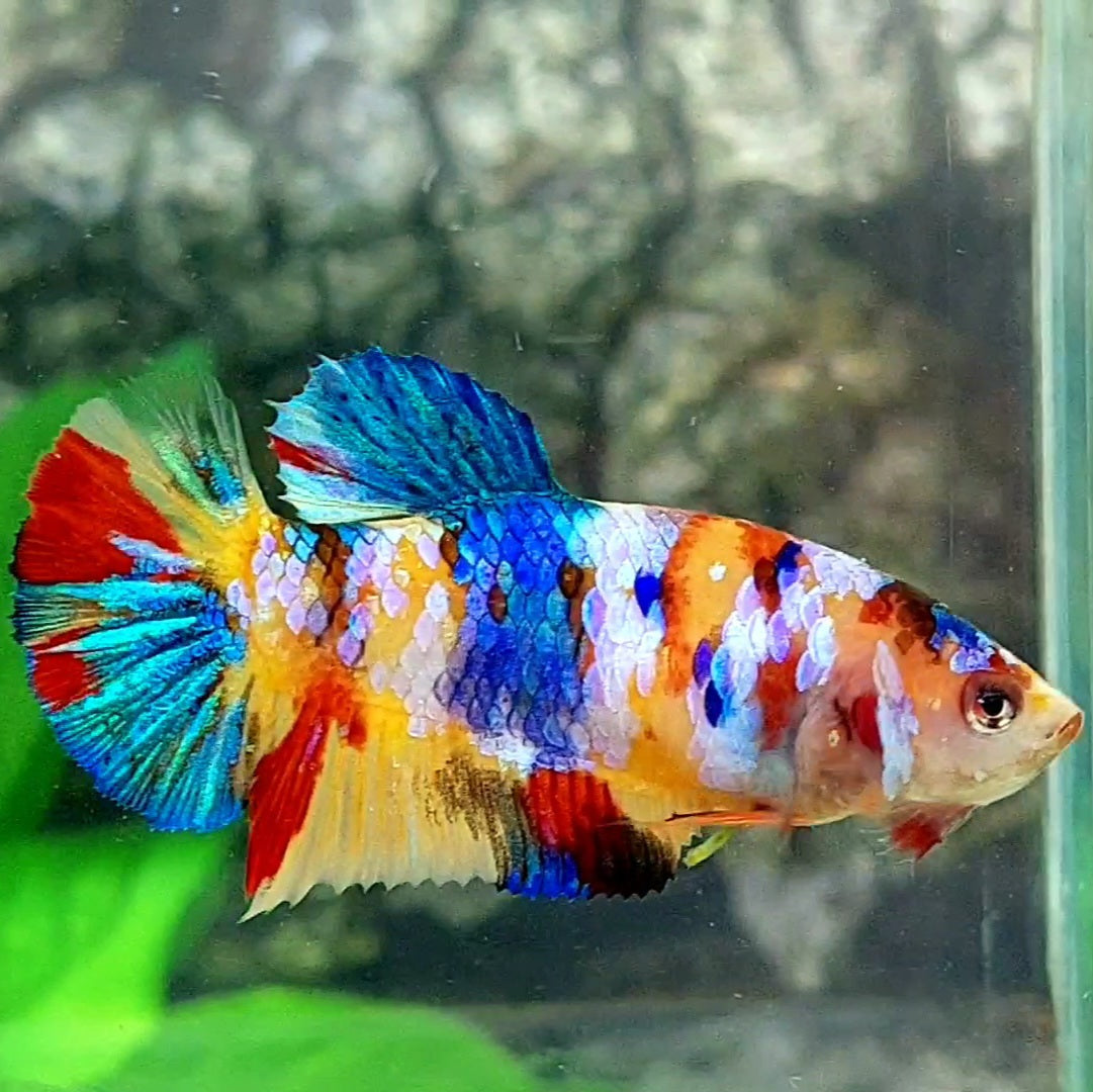 Multicolor Galaxy HMPK Female For Sorority / Breed