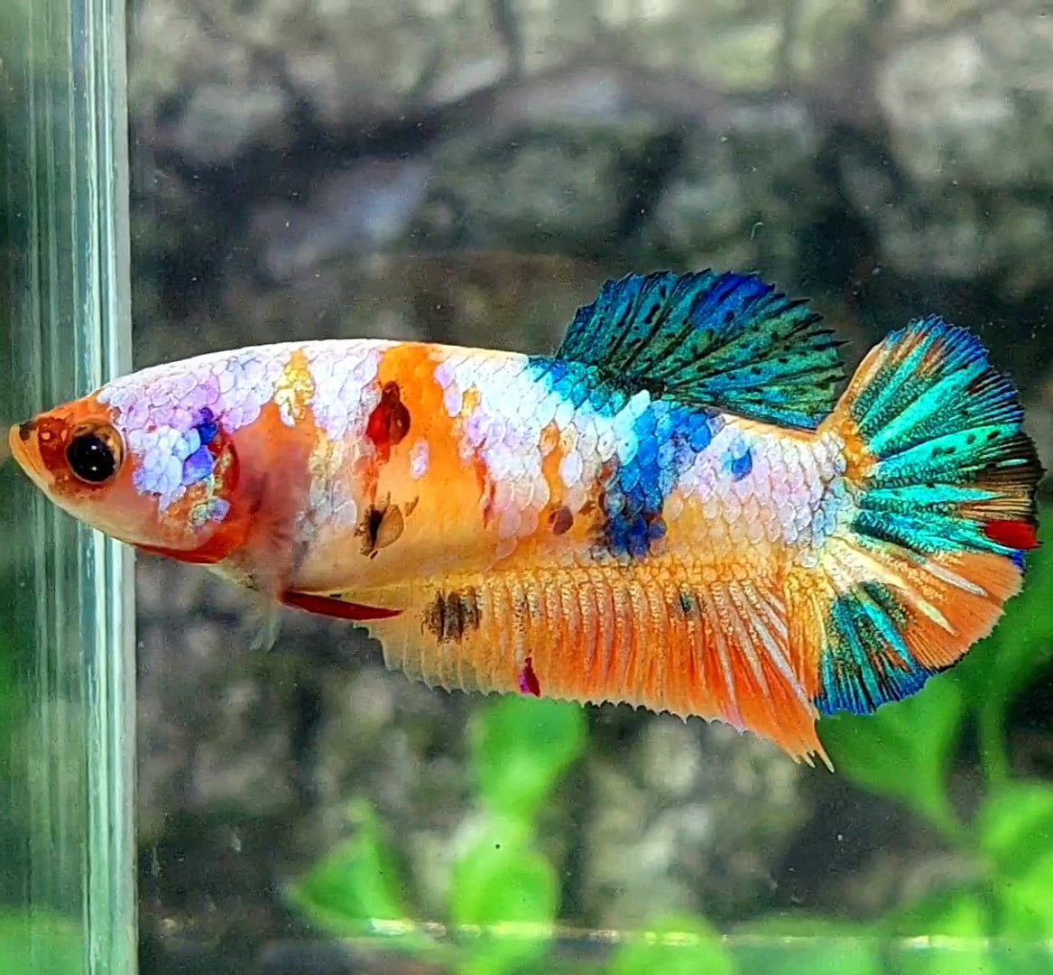 Multicolor Galaxy HMPK Female For Sorority / Breed 50% off