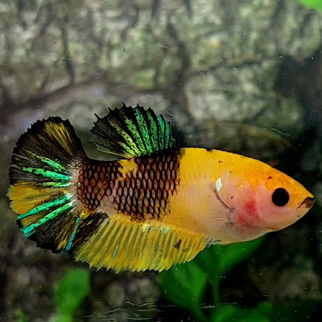 Yellow Tiger HMPK Female For Sorority / Breed