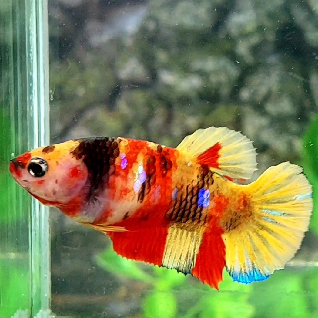 Multicolor Nemo Candy HMPK Female For Sorority / Breed