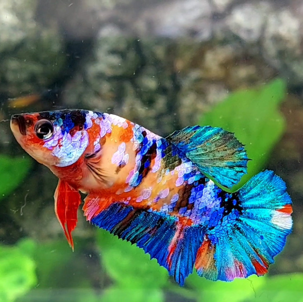 Multicolor Galaxy HMPK Female For Sorority / Breed 50% off