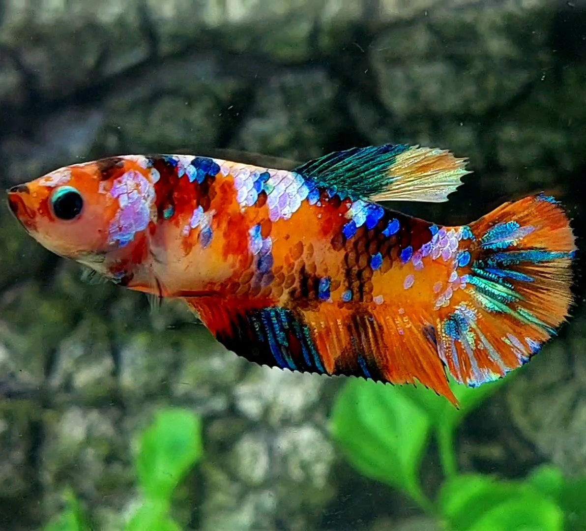 Multicolor Galaxy HMPK Female For Sorority / Breed