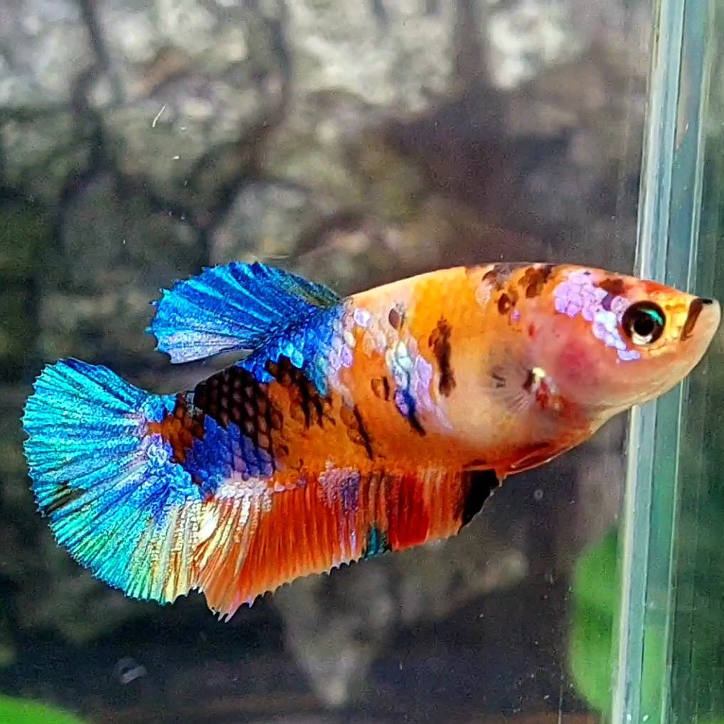 Multicolor Galaxy HMPK Female For Sorority / Breed