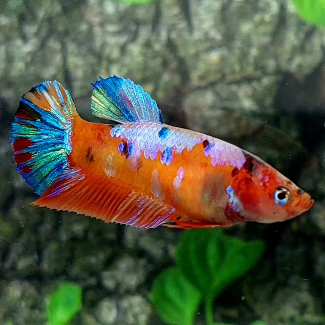 Multicolor Galaxy HMPK Female For Sorority / Breed 50% off