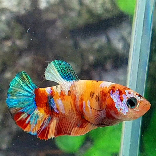 Multicolor Galaxy HMPK Female For Sorority / Breed 50% off