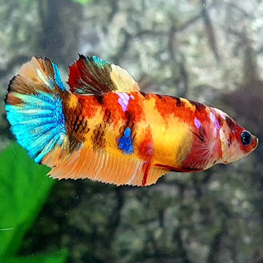 Multicolor Galaxy HMPK Female For Sorority / Breed