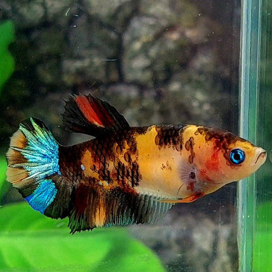 Black Multicolor HMPK Female For Sorority / Breed