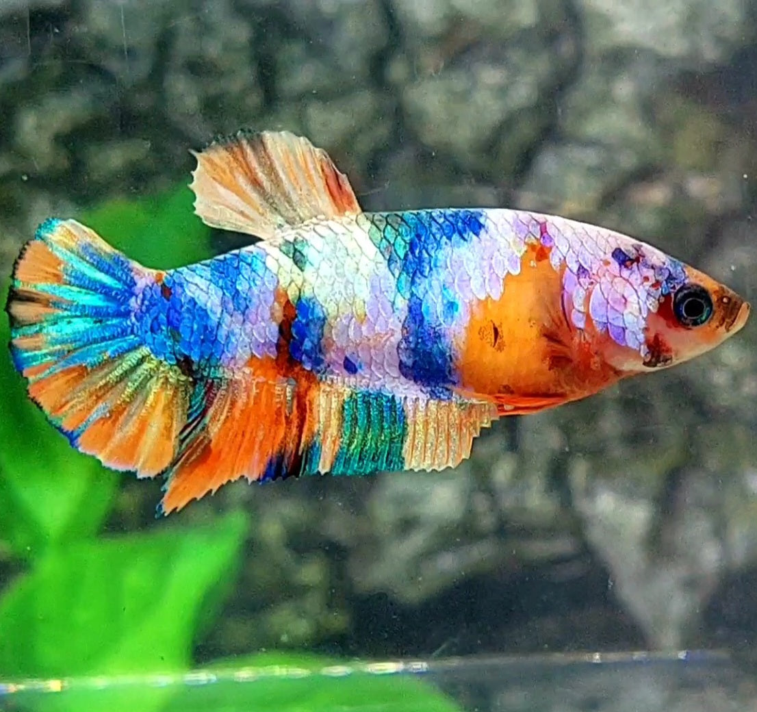 Multicolor Candy HMPK Female For Sorority / Breed 50% off