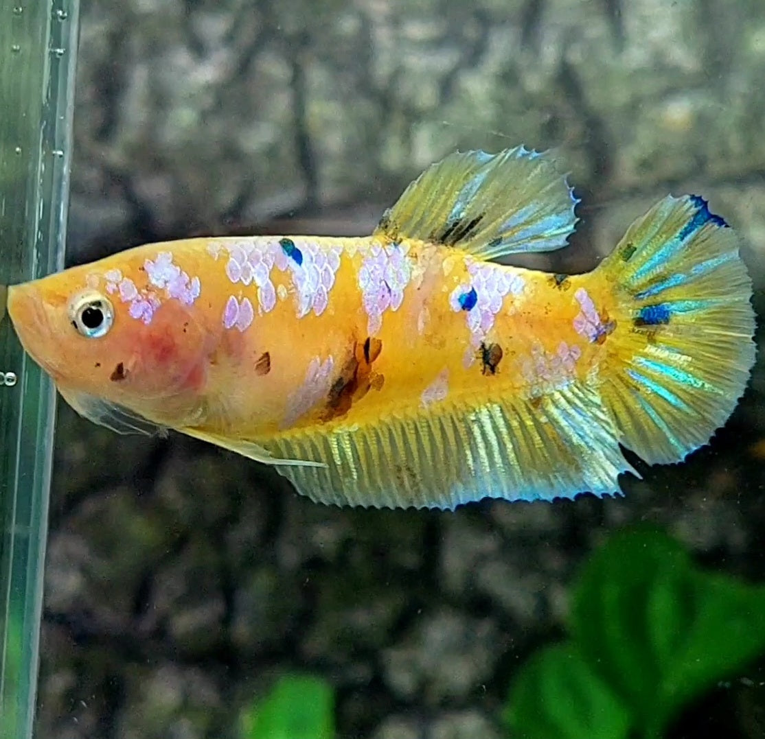 Yellow Pink Galaxy HMPK Female For Sorority / Breed