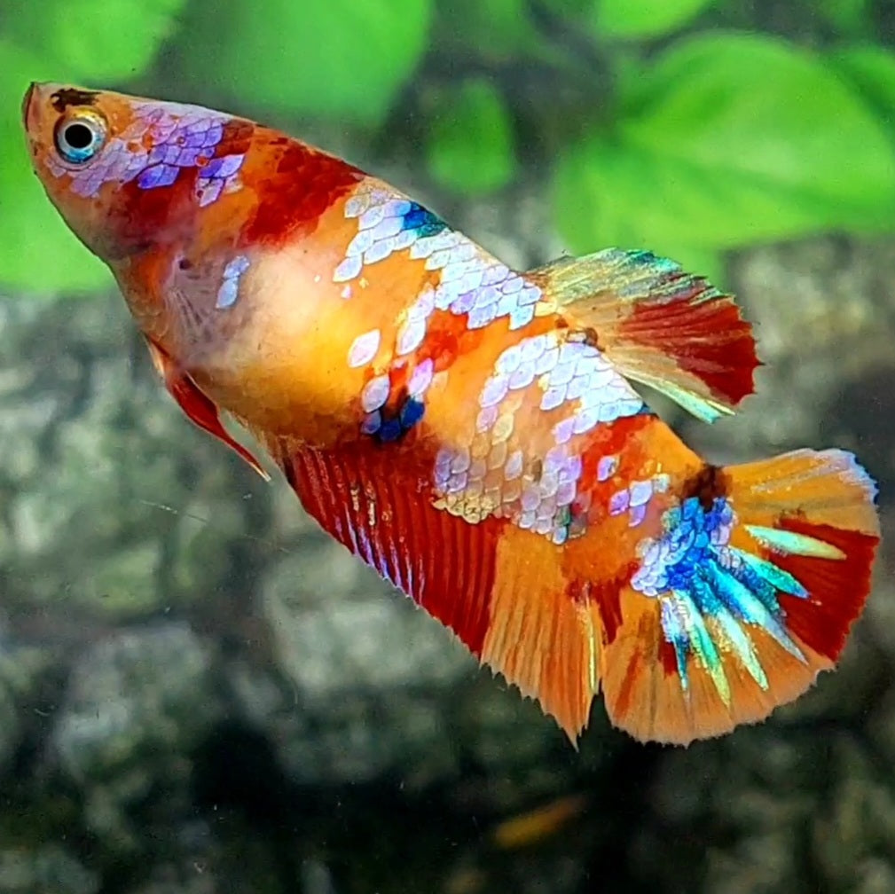 Multicolor Galaxy HMPK Female For Sorority / Breed 50% off