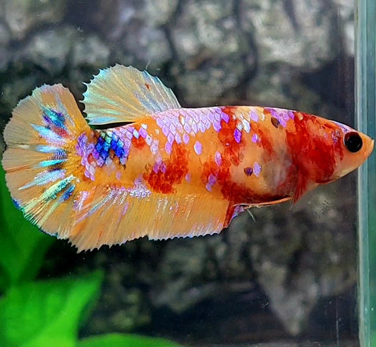 Multicolor Pink Galaxy HMPK Female For Sorority / Breed