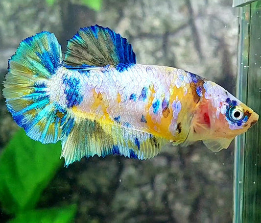 Yellow Koi Galaxy HMPK Female For Sorority / Breed