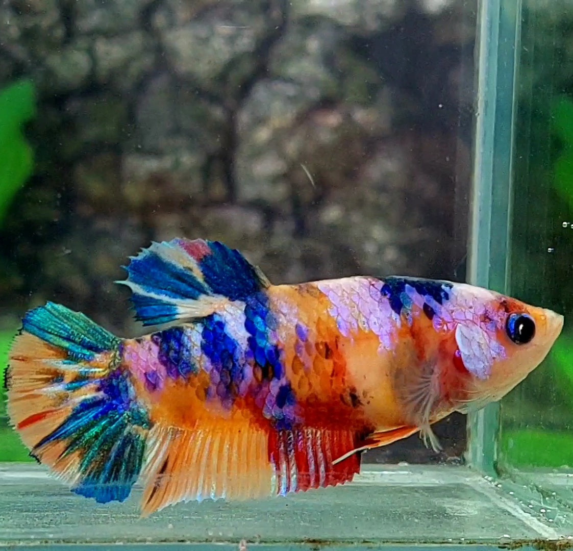 Multicolor Galaxy HMPK Female For Sorority / Breed 50% off