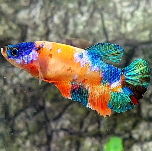 Multicolor Galaxy HMPK Female For Sorority / Breed