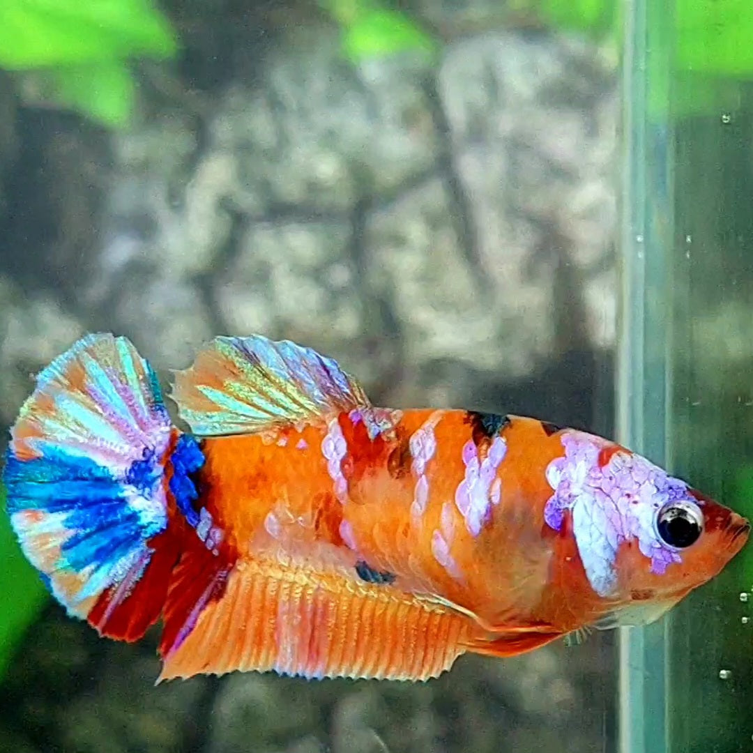 Multicolor Galaxy HMPK Female For Sorority / Breed 50% off