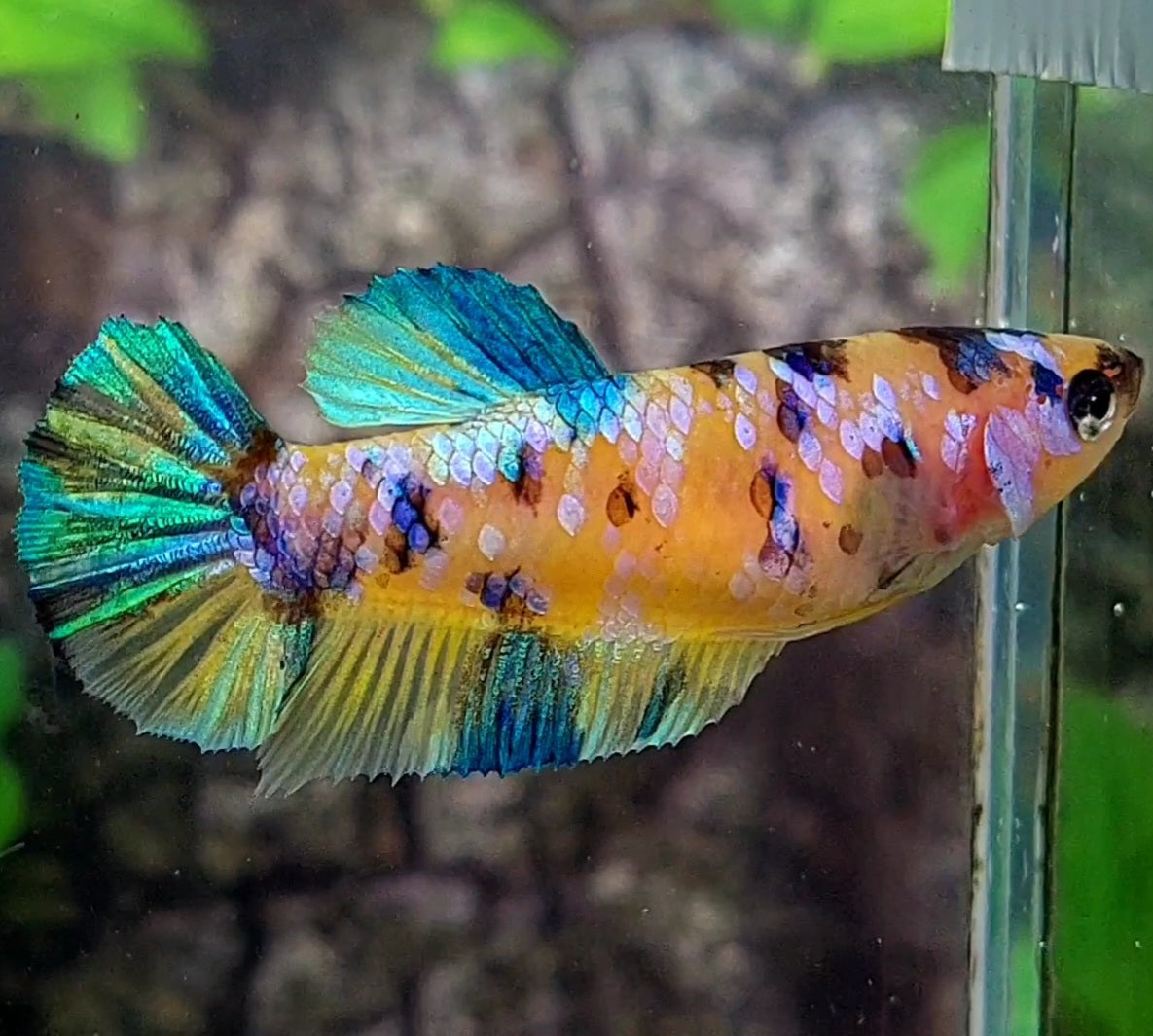 Yellow Tiger Pink Galaxy HMPK Female For Sorority / Breed 50% off