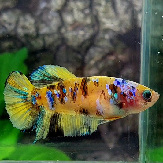 Yellow Tiger Galaxy HMPK Female For Sorority / Breed