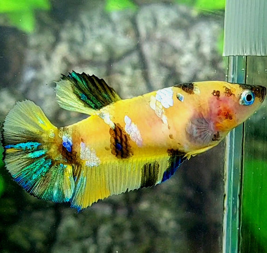 Yellow Tiger Galaxy HMPK Female For Sorority / Breed