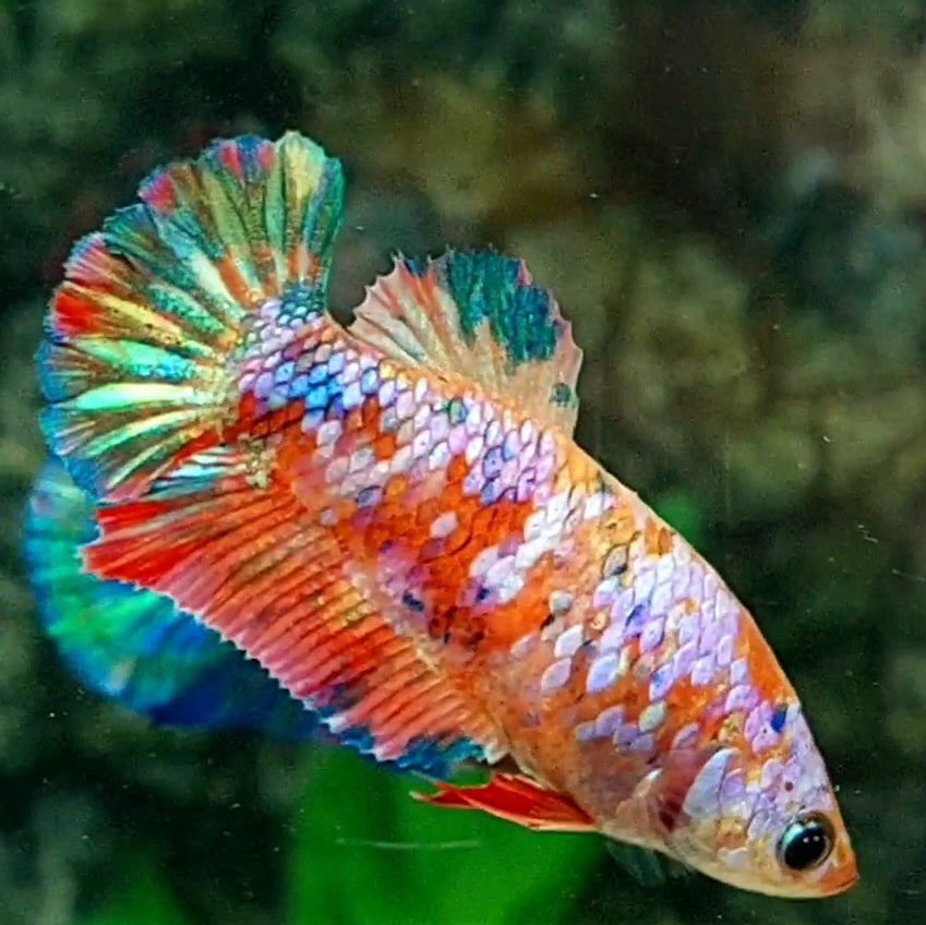 Multicolor Galaxy HMPK Female For Sorority / Breed 50% off