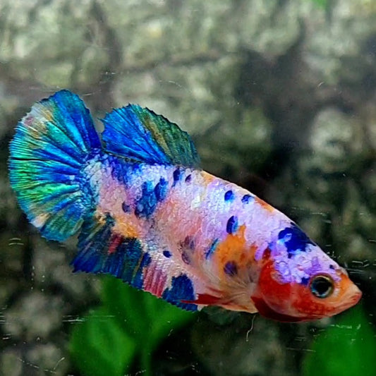 Multicolor Galaxy HMPK Female For Sorority / Breed