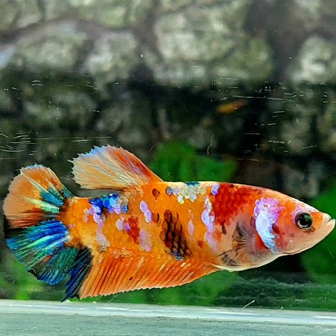 Multicolor Orange Galaxy HMPK Female For Sorority / Breed 50% off