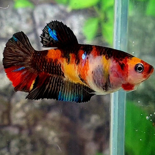 Black Koi HMPK Female For Sorority / Breed 50% off